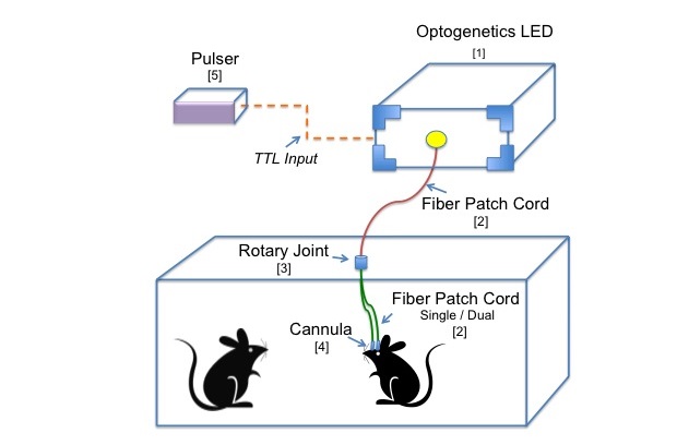 Optogenetics-in-vivo-diagram_ll