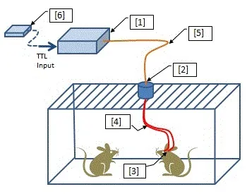 Optogenetics-Toolbox-for-Free-Moving-Animals_ll Optogenetics-Toolbox-for-Free-Moving-Animals_ll